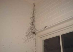 swarming termites Copy