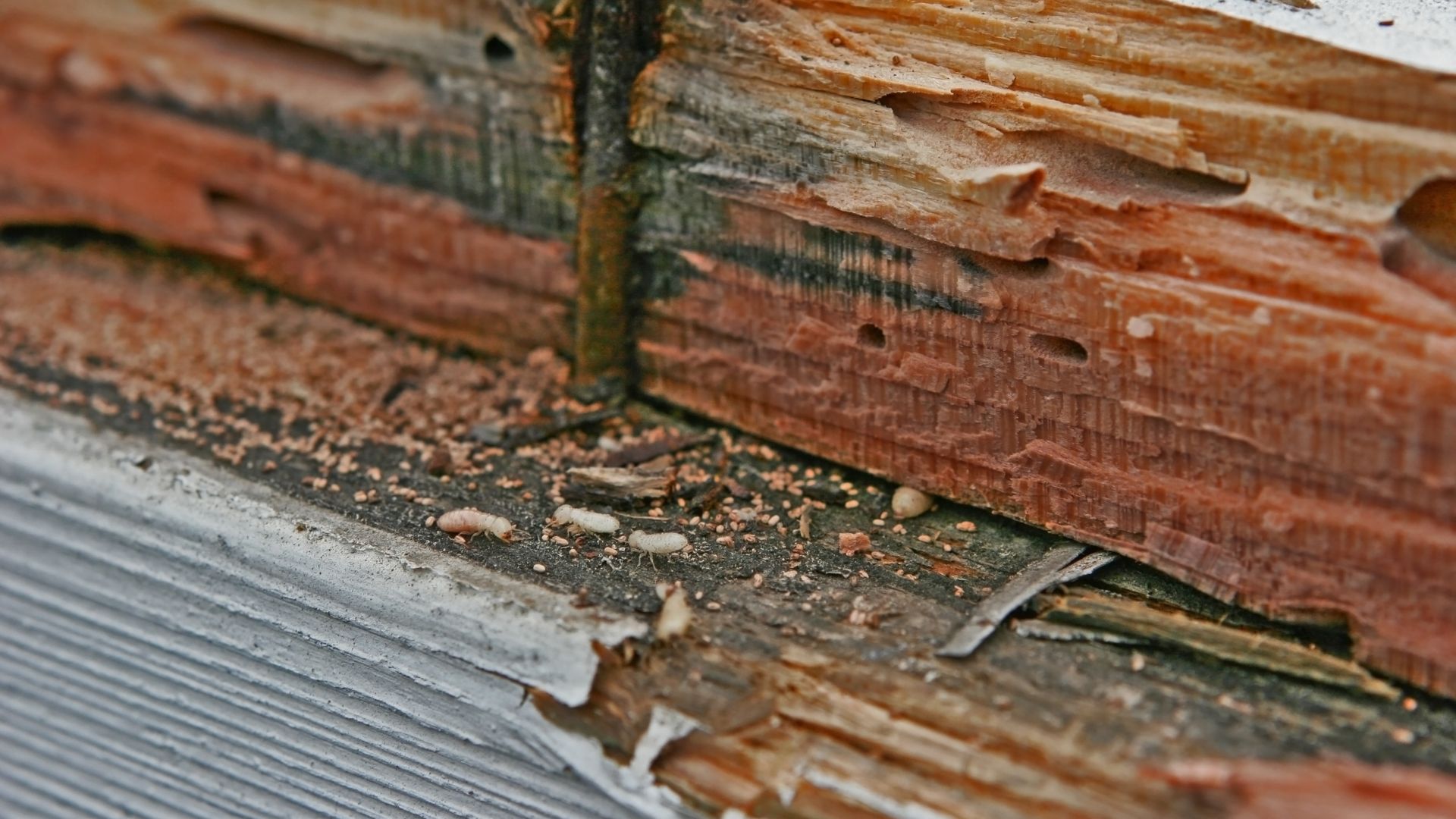Termites in Winter