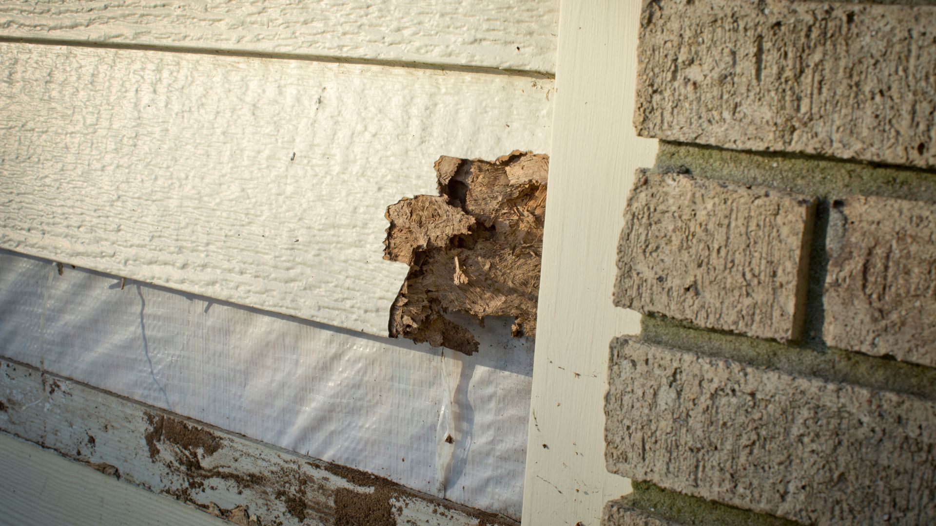 termites in winter